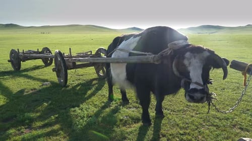 Tumbrel tradicional y buey de yak negro en pradera rural