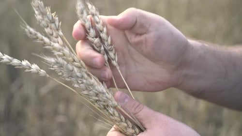 Farmer Works with a Computer Tablet in a Wheat Field at Sunset