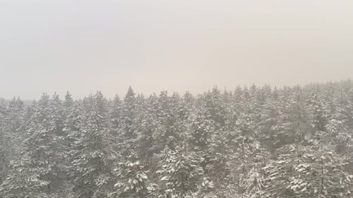 Ascending in the snowed coniferous forest 4K aerial video