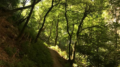 Vratna park nature slow tilt 4K 2160p 30fps UltraHD footage - Eastern Serbia beautiful forest 3840X2