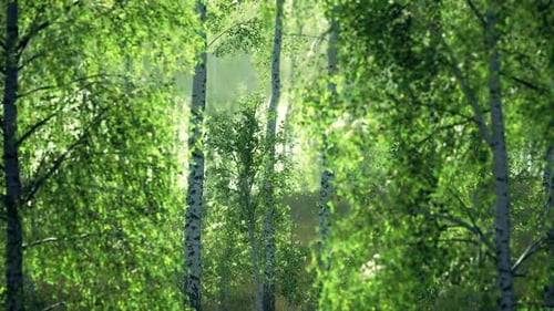Birch Grove By a Sunny Day