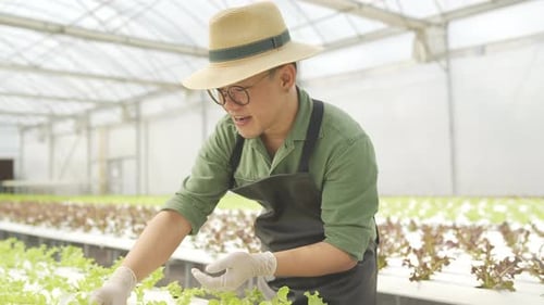 4K Asian man gardener working in organic hydroponic vegetables garden.