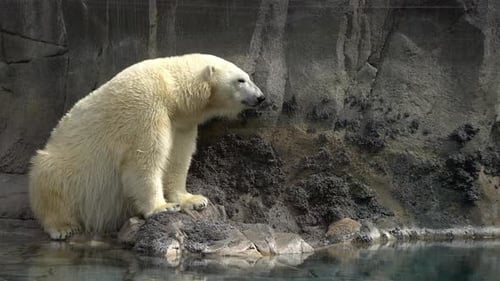 Eisbär sitzt am Fuß von Felsen neben Wasser