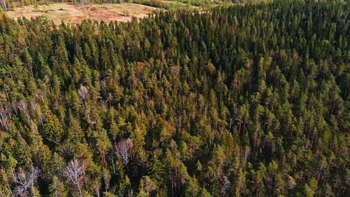 Luftaufnahme von Feldern mit Wäldern an einem sonnigen Frühlingstag, eine magische Landschaft mit Baumwipfeln, Seen