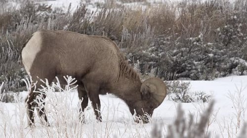 Bighorn sheep digging in the ground as snow falls