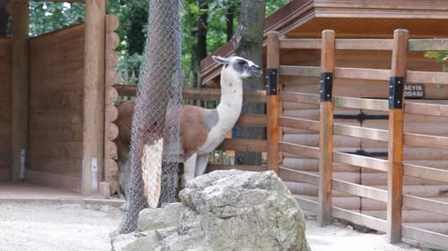 Lama captif au zoo
