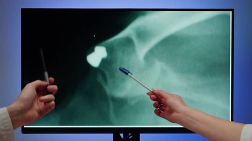 Doctors Veterinarian Examining Cat or Dog Skeleton Roentgen on Computer Monitor