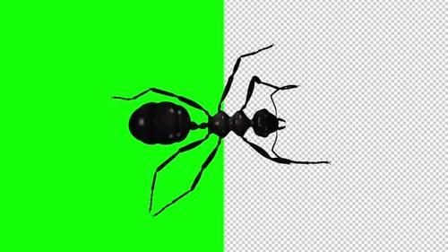 Black Ant - Bucle para gatear - Vista superior - Pantalla transparente y verde