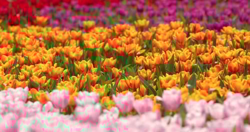 Beautiful tulip garden