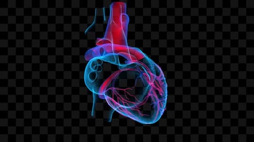Futuristic 3D Human Heart Anatomy Medical Animation