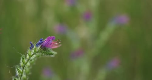 Echium plantagineum, maldición de Paterson o víbora morada, sur de Francia