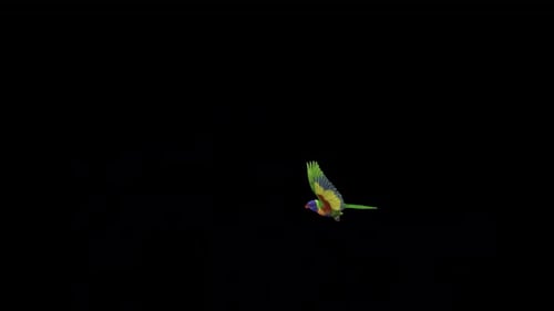 Rainbow Lorikeet - Asian Parrot Bird - Flying Around Screen - Transparent Loop