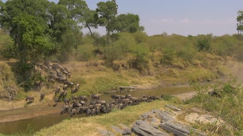 Wildebeests crossing a river