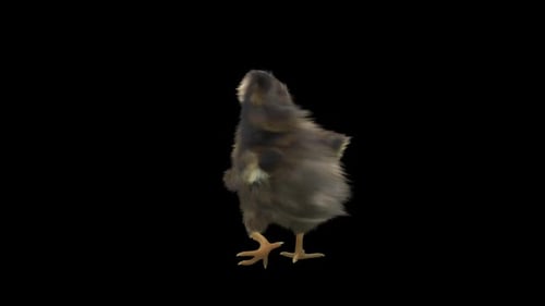 Cute Fluffy Chick Standing and Taking a Step Animation