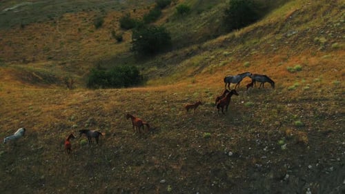 Grazing horses on the slope