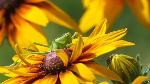 Grasshopper on Yellow Flower Close Up