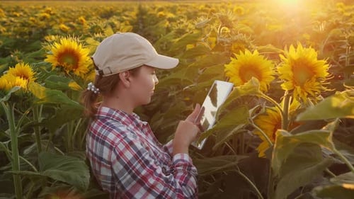 Eine Frau arbeitet in einem Feld von Sonnenblumen und benutzt ein digitales Tablet