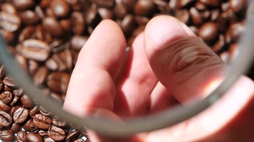 Hand Inspecting Coffee Bean in Close Up Shot
