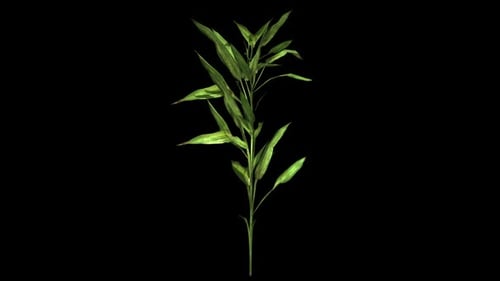 Realistic Green Plant with Swaying Leaves Loop on Black Background