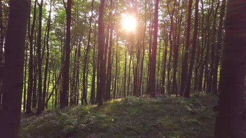 bosque