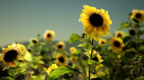 Sunflower Field on a Warm Summer Evening