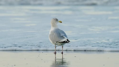 Seagull Stands on Beach, Takes Flight Over Ocean