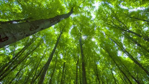 In den Wald gehen