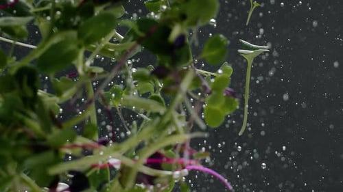 Fresh Micro Greens Washing in Water with Bubbles