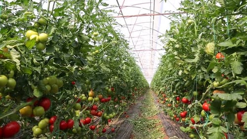 Tomatoes Growing in a Greenhouse on Vines