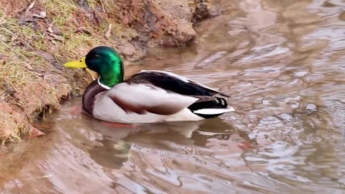 Mallard Duck Walking Near Murky Waters