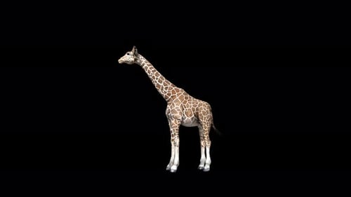 4K Giraffen-Essen