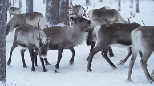 Slowmotion of a male reindeer pushing other away aggressively to show dominance in a herd. Lapland F