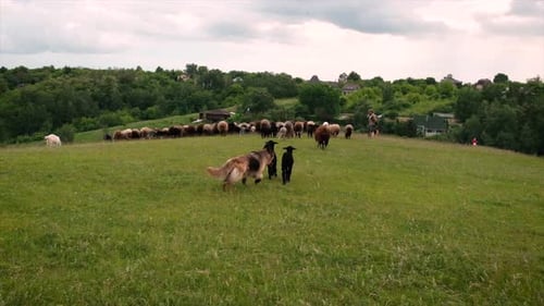 Sheep Grazing in Green Meadow with Sheepdog