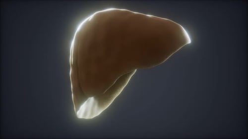 Loop 3d Rendered Medically Accurate Animation of the Human Liver
