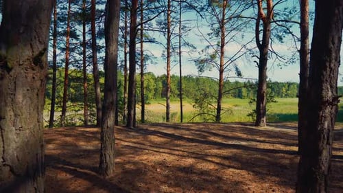 Ruhige Landschaft mit grüner Wiese