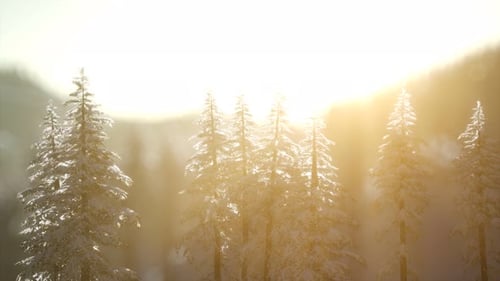 Herrliche Weihnachtsszene im Bergwald. Bunter Sonnenaufgang im Winter