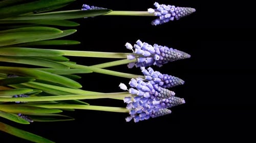 Blue Grape Hyacinth Flowers Blooming in Time Lapse