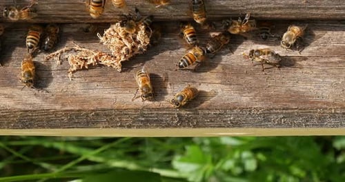 European Honey Bee, apis mellifera, cocoon of false ringworm released from the hive by the cleaners