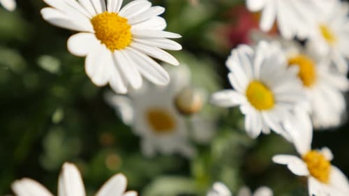 Common daisy beautiful white flower bedding slow tilting natural background 4K 2160p 30fps UHD foota
