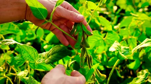 Soybeans Grow in the Field