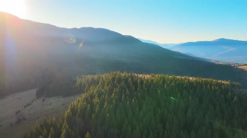 Beautiful Scenery with Light Rays Shining Through Foggy Dark Woods with Evergreen Trees in Autumn