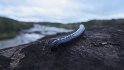 Un milpiés negro arrastrándose por una roca junto al río en Sosian, Kenia, de cerca