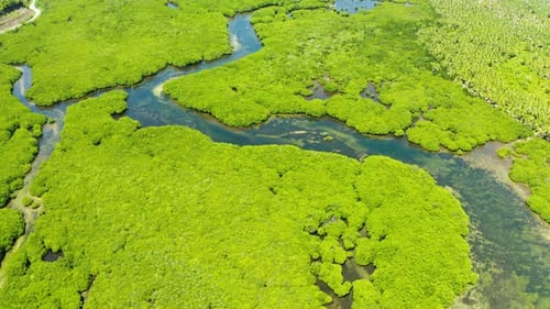 Aerial View of Mangrove Forest and River