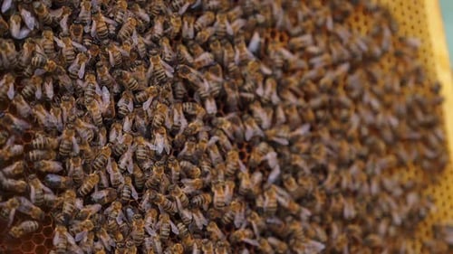 Honeybees Working on a Honeycomb Frame