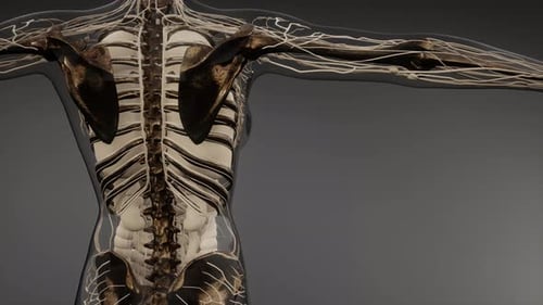 3D Human Anatomy Scan: Nervous System and Skeleton Visualization