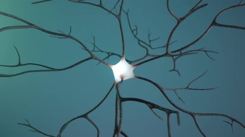 Animated Neuron with Electrical Impulses