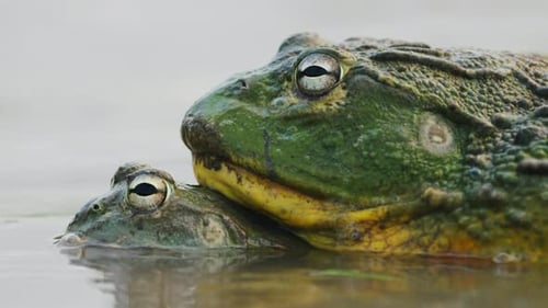 Close Up. African Bullfrog Mating In The Water In Central Kalahari, South Africa.