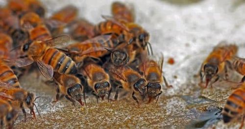 European Honey Bee, apis mellifera, Bees drinking Water on a Stone, Normandy, Real Time 4K