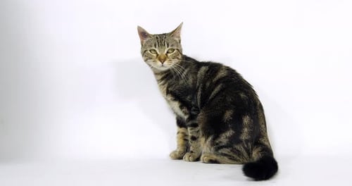 Brown Tabby Domestic Cat, Pussy sitting On White Background, Slow Motion 4K