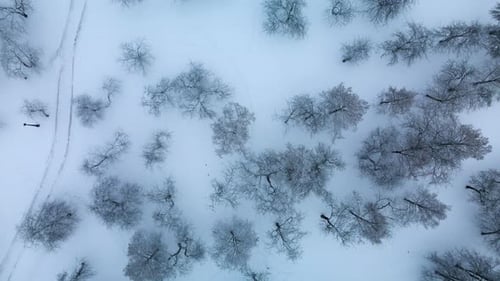 Winterlicher Stadtgarten. Bäume im Schnee. Über einen verschneiten Park fliegen. Luftaufnahmen.